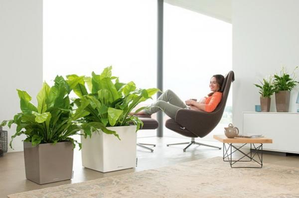 Τα φυτά  στο σπίτι βελτιώνουν την ψυχική υγεία στη διάρκεια του lockdown