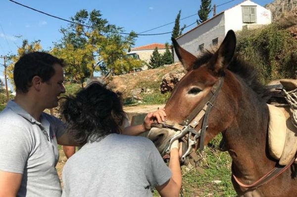 Κτηνιατρική φροντίδα  στα ιπποειδή της Ύδρας στις 14 και 15 Μαΐου