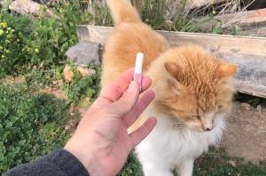 Η Υδραϊκή Κιβωτός φροντίζει και για την αποπαρασίτωση των αδέσποτων γατών της Ύδρας