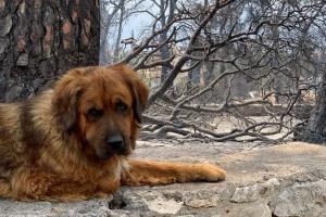 Ο Δήμος Ύδρας συγκεντρώνει είδη για τα πυρόπληκτα ζώα της Αττικής