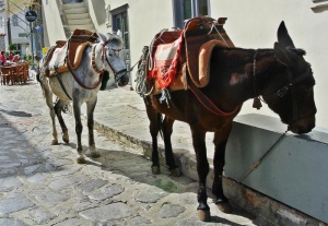 Επίσκεψη ομάδας φροντίδας ιπποειδών στις 8,9,10 Οκτωβρίου