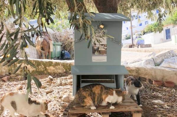 Νερό και τροφή για τις αδέσποτες γάτες από την "Υδραϊκή Κιβωτό"