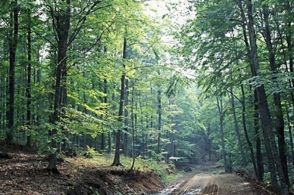 ΣτΕ: Συνταγματικοί  οι αναθεωρημένοι δασικοί χάρτες