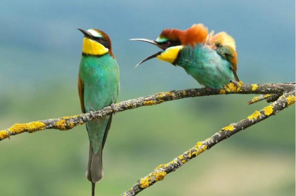 Φωτογραφίες με άγρια ζώα που έχουν... χιούμορ