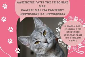 Πρόγραμμα στειρώσεων  από τον Δήμο Ύδρας για τα αδέσποτα ζώα συντροφιάς (28/5-2/6)