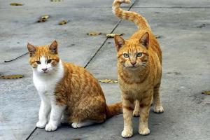 Η φιλοζωική οργάνωση Let's Be S.M.A.R.T έρχεται στην Ύδρα για στειρώσεις και φροντίδα αδέσποτων γατών από τις 2 έως και τις 6 Ιουνίου