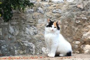 «Έξυπνη» εφαρμογή  μεταφράζει τα νιαουρίσματα των γατών με τη βοήθεια της τεχνητής νοημοσύνης