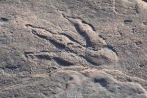 Ανακαλύφθηκε   απολίθωμα δεινόσαυρου σε βουνό της Ύδρας