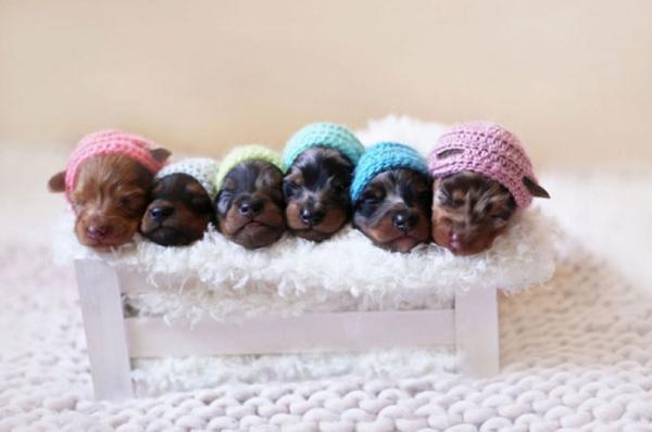 Κουτάβια φωτογραφίζονται  σαν... μωρά!