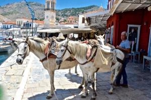 "Ο πλούτος της Ύδρας. Τα φορτιάρικα ζώα" από το Greek Gastronomy Guide