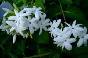 Προστασία των φυτών από τη ζέστη και τον καύσωνα