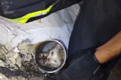 Εντυπωσιακή και σωτήρια επέμβαση σε εγκλωβισμένο γατάκι από το Εθελοντικό Πυροσβεστικό Κλιμάκιο Ύδρας