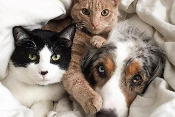 Στοιχεία   για τη διαχείριση των αδέσποτων ζώων συντροφιάς ζητά το ΥΠΕΣ από τους δήμους