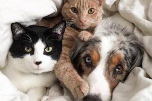 Στοιχεία   για τη διαχείριση των αδέσποτων ζώων συντροφιάς ζητά το ΥΠΕΣ από τους δήμους