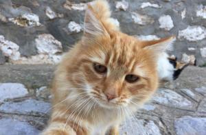 Τι συμβουλεύουν  οι κτηνίατροι για τα κατοικίδια στο lockdown