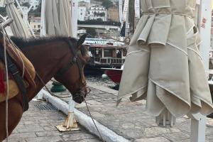 ΥΠΑΑΤ: Απαγορεύεται  η εργασία και μεταφορά των ιπποειδών σε συνθήκες καύσωνα