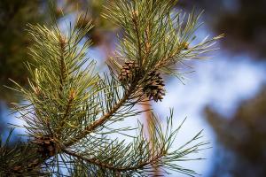 Όσο στενότερη  και συχνότερη επαφή με τη φύση έχει κάποιος, τόσo λιγότερο κινδυνεύει από την Covid-19