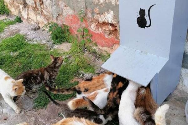 Υδραϊκή Κιβωτός:  "Διαθέσαμε για τις αδέσποτες γάτες 3.360 κιλά τροφής μέσα σε ένα 6μηνο από δωρεές"