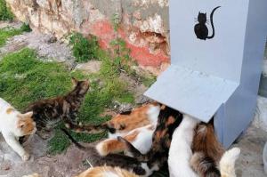 Υδραϊκή Κιβωτός:  "Διαθέσαμε για τις αδέσποτες γάτες 3.360 κιλά τροφής μέσα σε ένα 6μηνο από δωρεές"