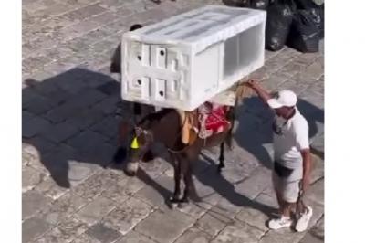 Η απάντηση  του Δημάρχου Ύδρας Γ. Κουκουδάκη με αφορμή τα δημοσιεύματα για κακοποίηση μουλαριών