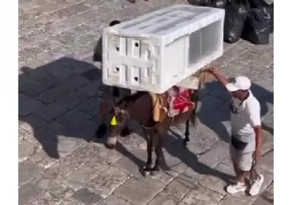 Η απάντηση  του Δημάρχου Ύδρας Γ. Κουκουδάκη με αφορμή τα δημοσιεύματα για κακοποίηση μουλαριών