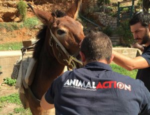 Πρώτη μέρα φροντίδας των ιπποειδών από την Animal Action σε συνεργασία με την «Κιβωτό της Ύδρας»