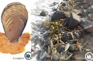 Πίννα: Άλλο ένα θαλάσσιο είδος κοντά στον αφανισμό