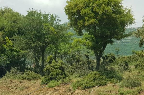 Δικαιώθηκε το αίτημα των αγροτικών φορέων για χρήση δασωμένων αγρών