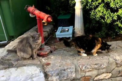 Η &quot;Υδραϊκή Κιβωτός&quot; δημιούργησε και διέθεσε νέους σταθμούς πόσιμου νερού για τις αδέσποτες γάτες