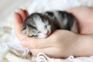 Eνημέρωση από  την "Υδραϊκή Κιβωτό" για αποτρόπαια πράξη σε νεογέννητα γατάκια