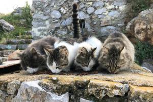 Δήμος Ύδρας:  Πρόγραμμα στειρώσεων αδέσποτων ζώων έτους 2020-2021