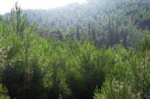 Απαγορεύεται   η κυκλοφορία σε δάση, άλση και πευκώνες της Ύδρας