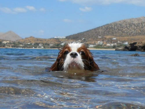 Σκύλος και κολύμπι