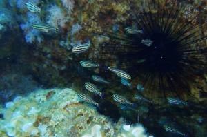 Νέο ξενικό είδος ψαριού εισέβαλε στο Αιγαίο