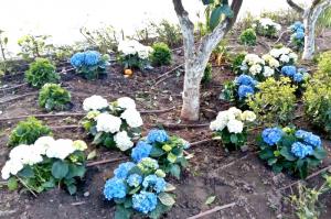 Νέος καλλωπισμός των φυτών στον Κήπο των Υδραίων Ζωγράφων. Μια ευγενική χορηγία του Αλέξη Βερούκα