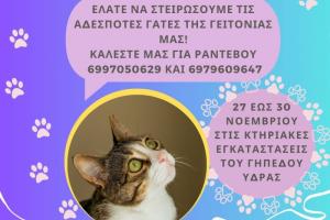 Δήμος Ύδρας:  Ενημέρωση για τις Στειρώσεις των αδέσποτων γατών