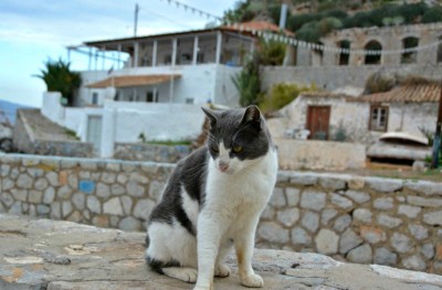 Τι συμπεραίνει νέα επιστημονική έρευνα για τη νοημοσύνη των γατών