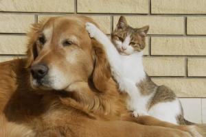 Έναρξη υποχρέωσης αποστολής δείγματος DNA για κάθε μη στειρωμένο κατοικίδιο