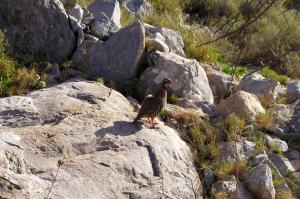 Μια "ιδιαίτερη" συνάντηση στα ορεινά της Ύδρας