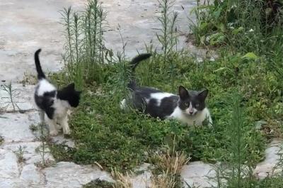 Η Υδραϊκή Κιβωτός και οι εθελοντές της ταΐζουν τις γατούλες του νησιού