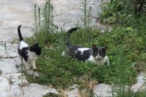 Η Υδραϊκή Κιβωτός και οι εθελοντές της ταΐζουν τις γατούλες του νησιού