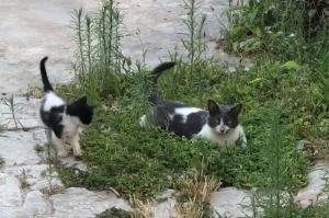 Η Υδραϊκή Κιβωτός και οι εθελοντές της ταΐζουν τις γατούλες του νησιού