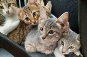 Δήμος Ύδρας:  Το πρόγραμμα στειρώσεων και ηλεκτρονικής καταγραφής αδέσποτων ζώων