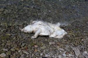 Νεκρή θαλάσσια χελώνα εντοπίστηκε στη νήσο Δοκό της Ύδρας