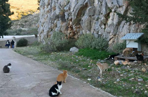 Ειδικές ταΐστρες δίνουν τροφή και νερό στις αδέσποτες γάτες της Ύδρας