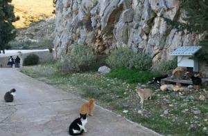 Ειδικές ταΐστρες δίνουν τροφή και νερό στις αδέσποτες γάτες της Ύδρας