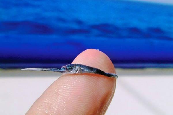 Και όμως  ο ξιφίας το αρπακτικό ψάρι κάποτε ήταν ένα μικρούλι "μωρό"