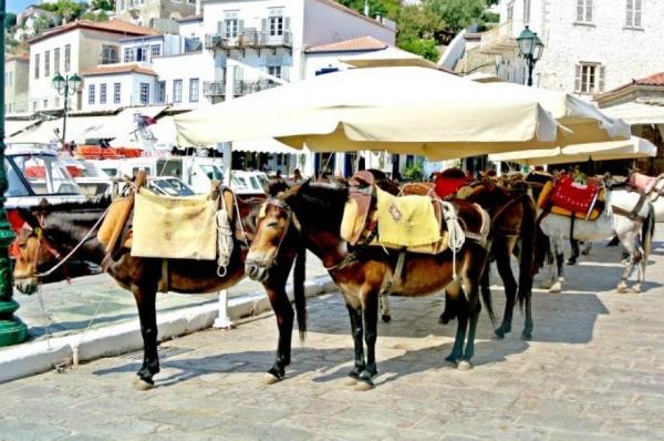 Επιστολή Γ. Κουκουδάκη προς την Εφορεία Αρχαιοτήτων για την τοποθέτηση 2 ακόμα σκιάστρων για τα ιπποειδή