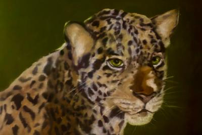 Έκθεση   της εικαστικού Όλγας Καραδήμου με τίτλο "Sauvage" («Άγριος») στο Ιστορικό Αρχείο Μουσείο Ύδρας