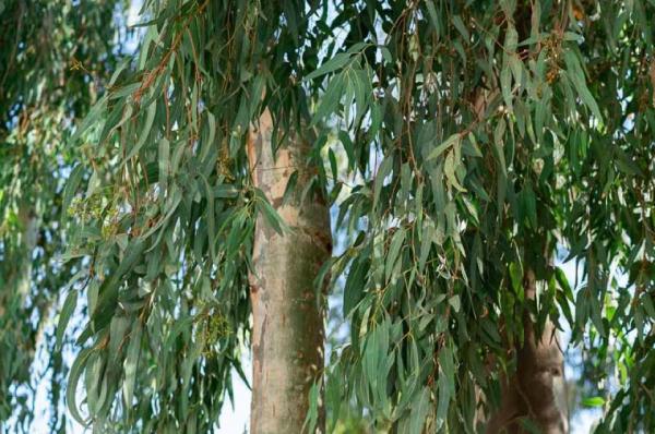 Κλάδεμα ευκαλύπτων  από τον Δήμο Ύδρας στο Καμίνι - Υπάρχουν ξύλα διαθέσιμα για τους πολίτες